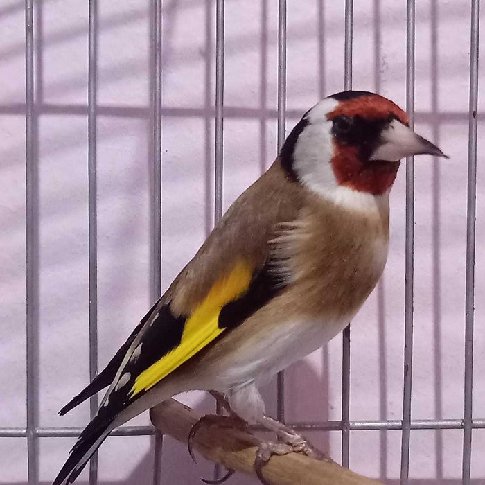 Varias aves anilhadas   2025/2026