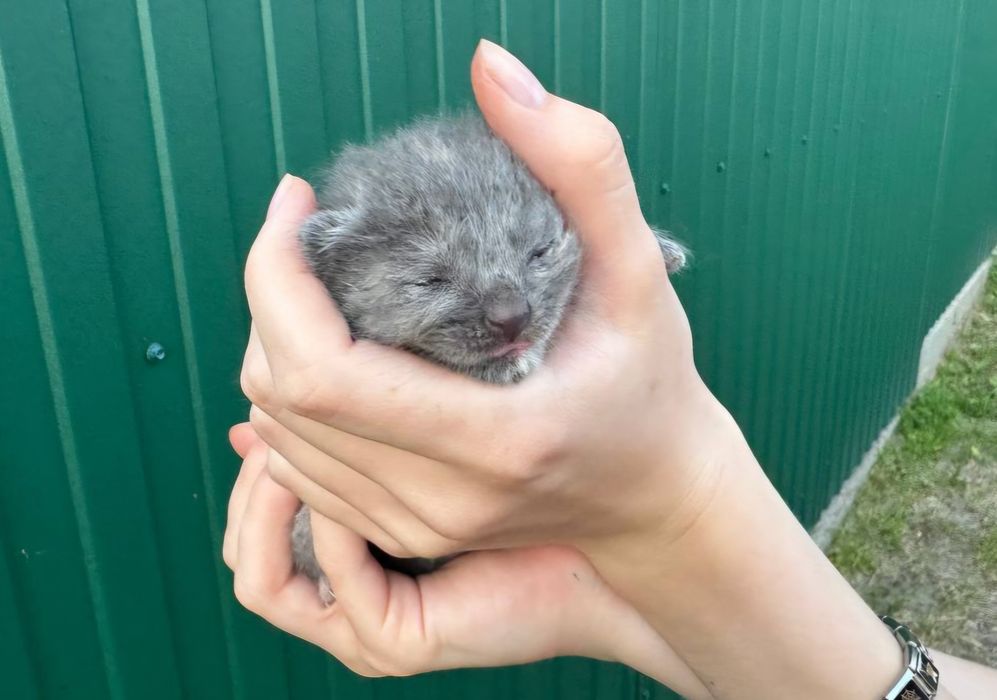 Кошенята 1.5 тижня, безкоштовно, віддам в добрі руки