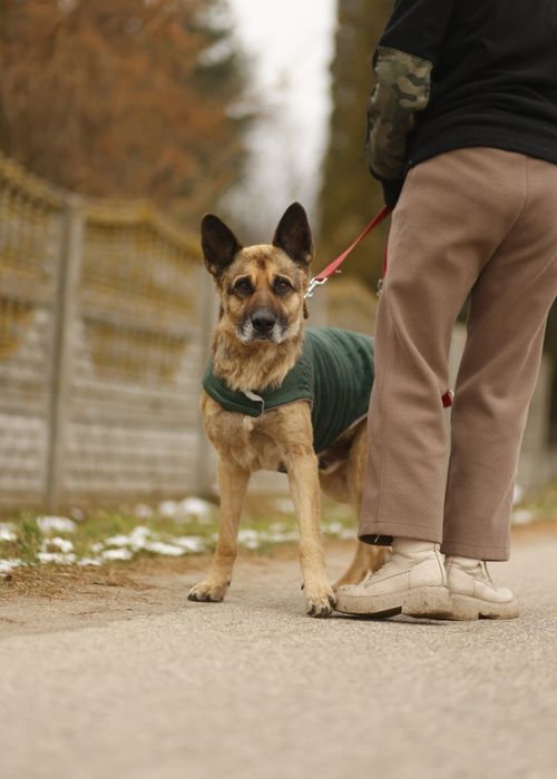 Łagodny Mercuś poleca się do adopcji