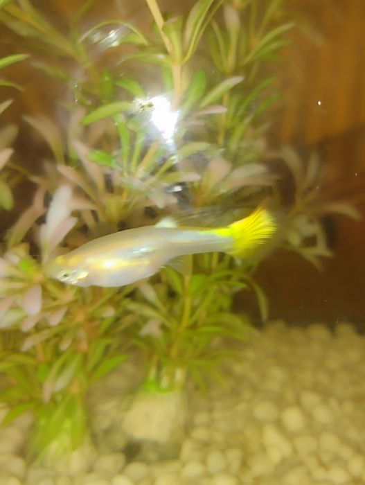 Peixe guppy flame