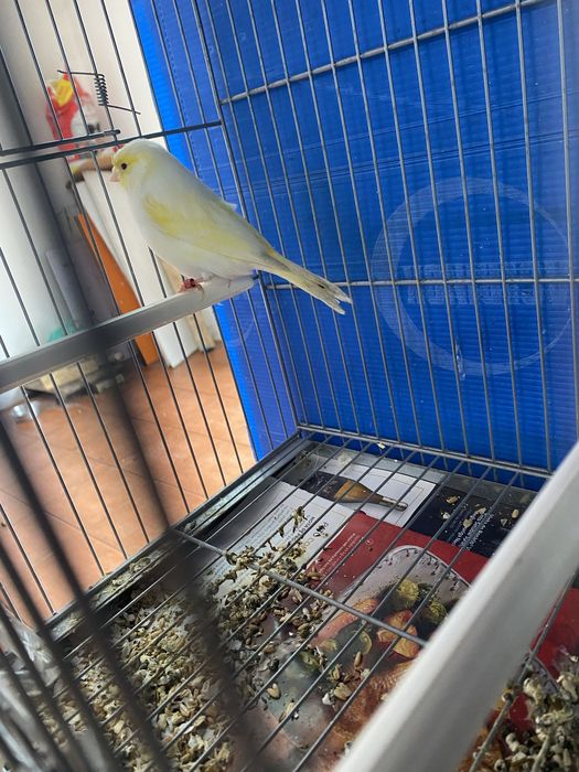 LER DESCRIÇÃO! vendo canarios! e gaiolas, dispenso tudo !