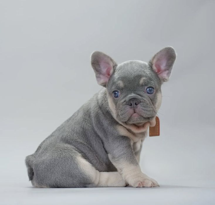 Блакитний  малиш .