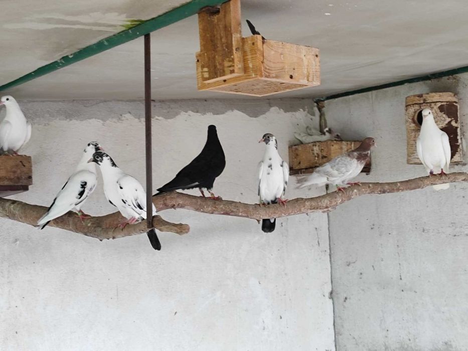 Gołębie Kumru Tureckie