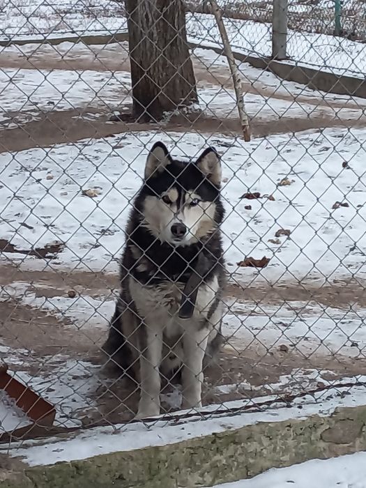 Вязка сибірський хаскі
