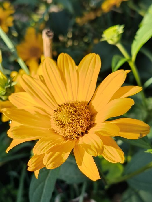 Гелиопсис многолетний. Жёлтые садовые цветы.