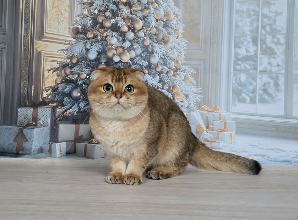 Зеленоглазая фолдочка