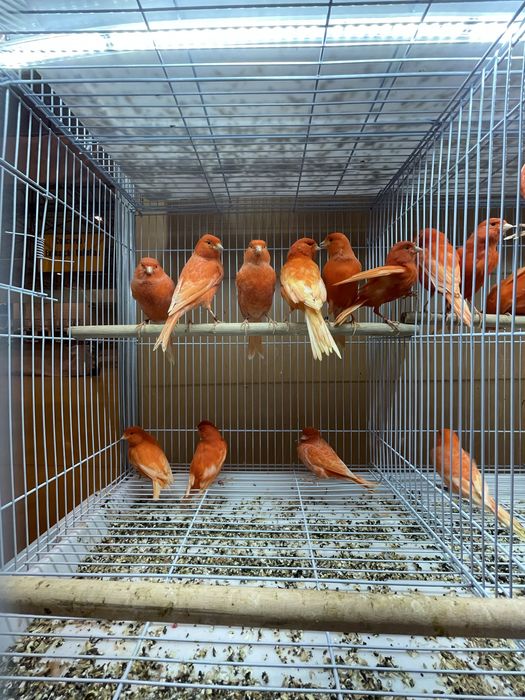 Canarios Arlequim Português, vermelhos intensos etc