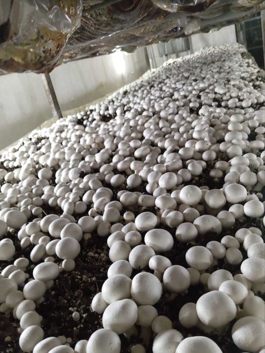 Продається грибний бізнес