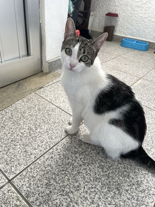 Dou Gato