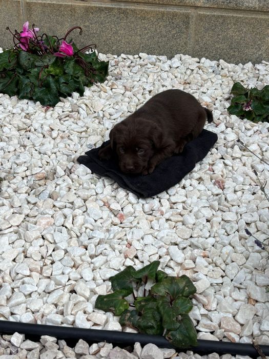 Labrador retriever