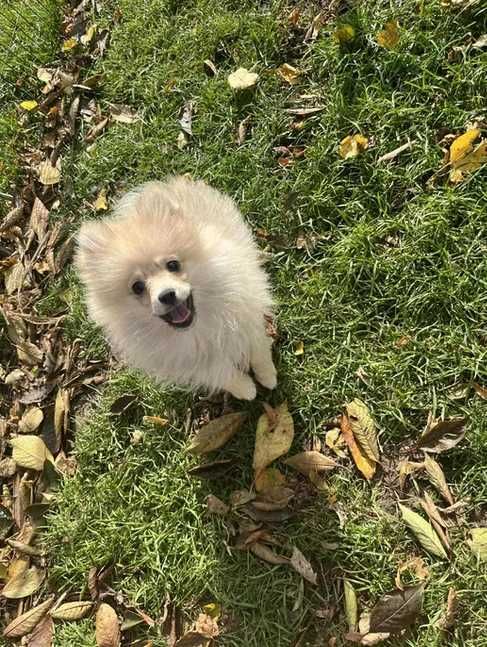 szpic miniaturowy  - do rezerwacji