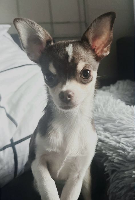 Prześliczna mini chihuahua