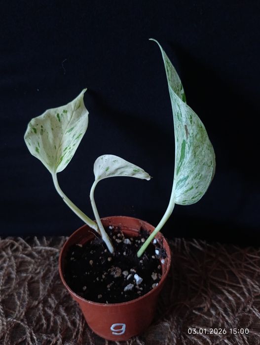 Епіпремнум "Snow Leopard"