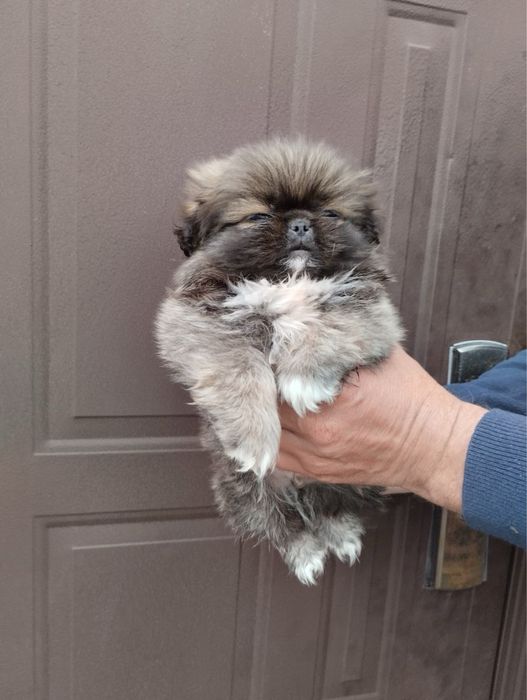 Продам цуценят Пекінесиків