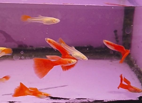 Gupik full red albino