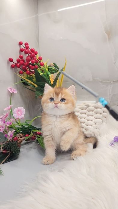 Дуже милий хлопчик елітне кошеня золота шиншила