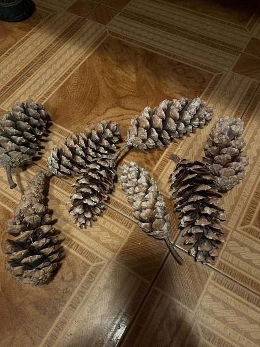 Литая заснеженная гирлянда. Шишки сосновые, шишки кедровой сосны