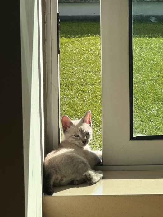 Gatinha para adoção responsavel