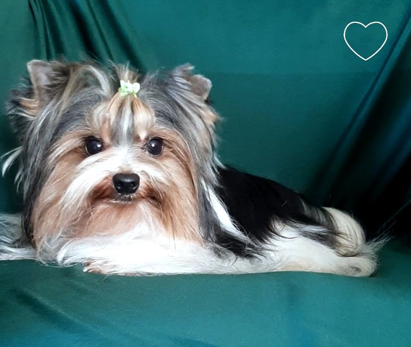 В"язка бівер йорк