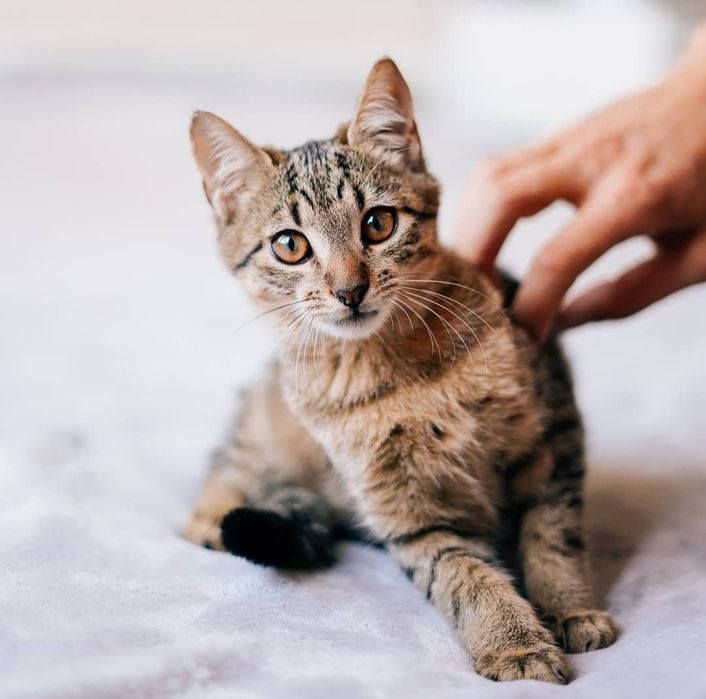 Котенок в хорошие руки