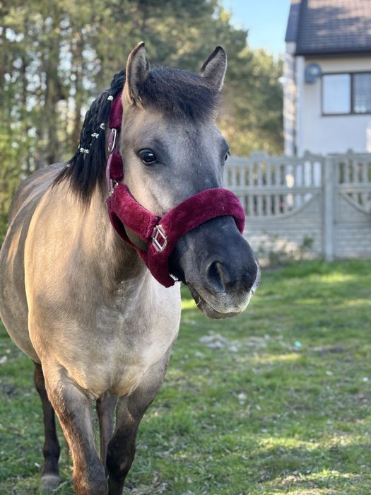 Konik polski klacz