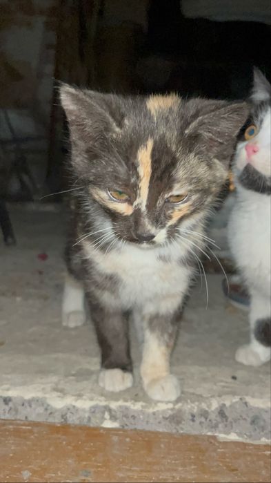 Віддам в добрі руки