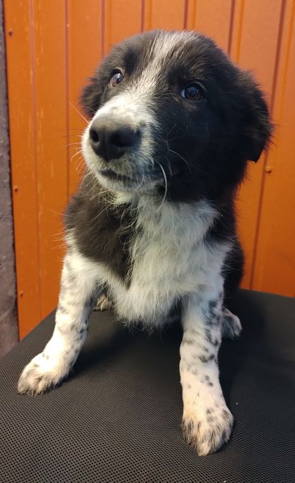 Pies Border Collie SPAIK