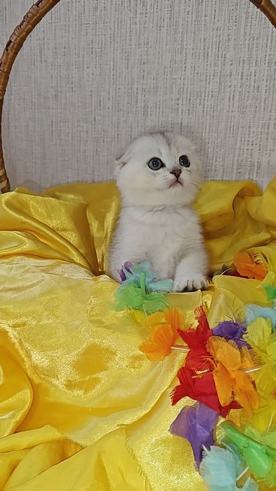 Вислоухие малыши серебристая шиншилла