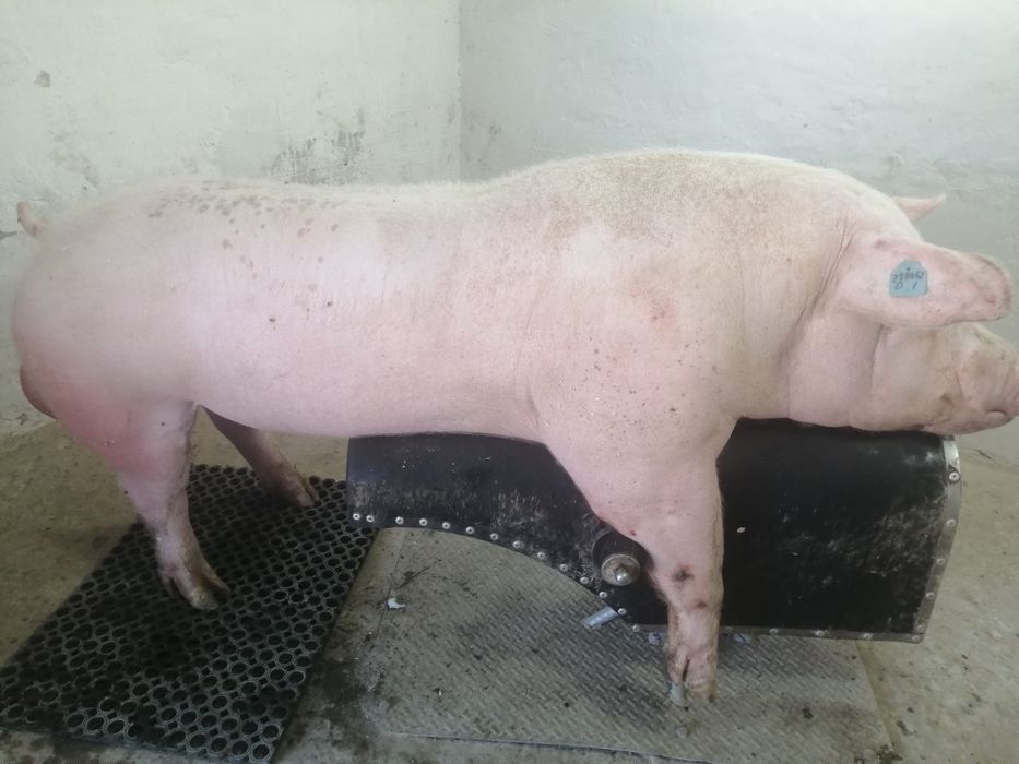 Сперма від хряків Макстер 304, Пьетрен, Ландрас, Велика Біла