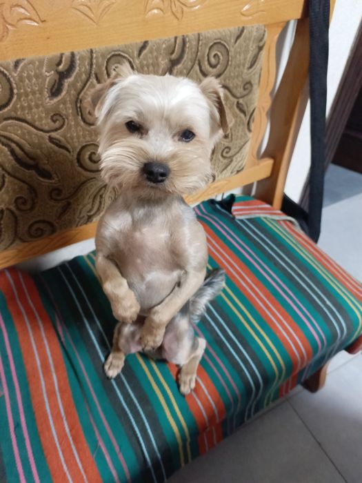 Йоркширський Терьер Запрошує подружку на В'язку