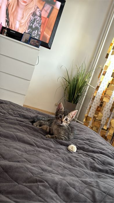 Oddam kotki w dobre rece