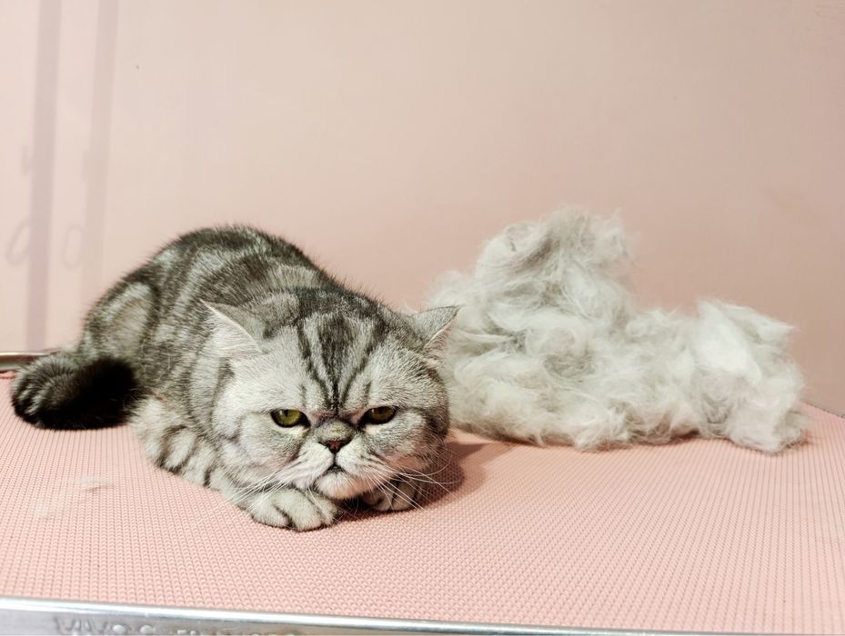 Грумінг, з думкою про Вашего улюбленця.