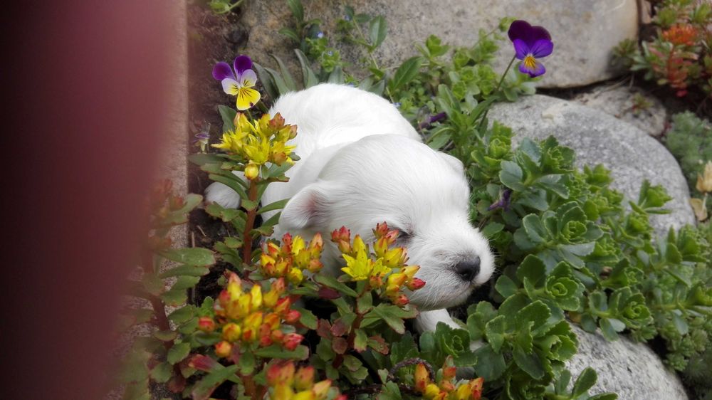 Szczeniak Maltańczyk