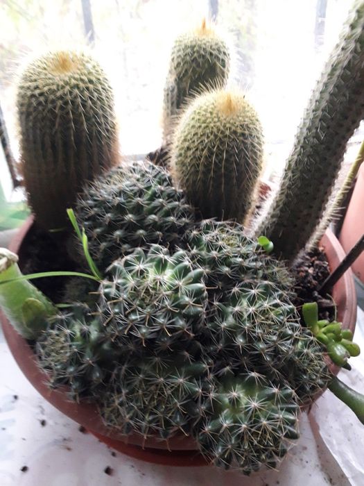 Продам кактусы разных видов и размеров