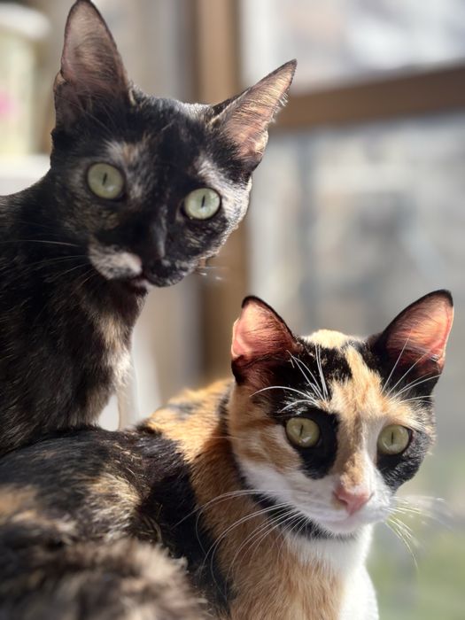 Gatinhas para adoção com 1 ano