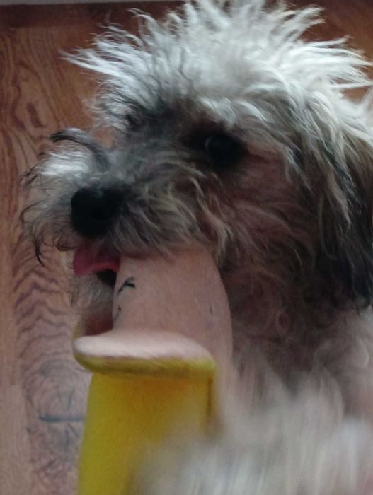 Fafik szuka pilnie nowego domu