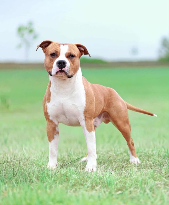 Fado - stud dog - American Staffordshire Terrier