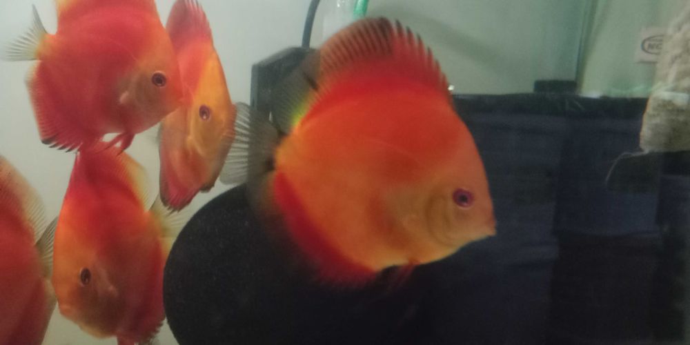 GB Dyskowce SOLID RED 7cm