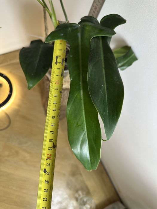 Філодендрон Philodendron  Jerry Horne Т 27