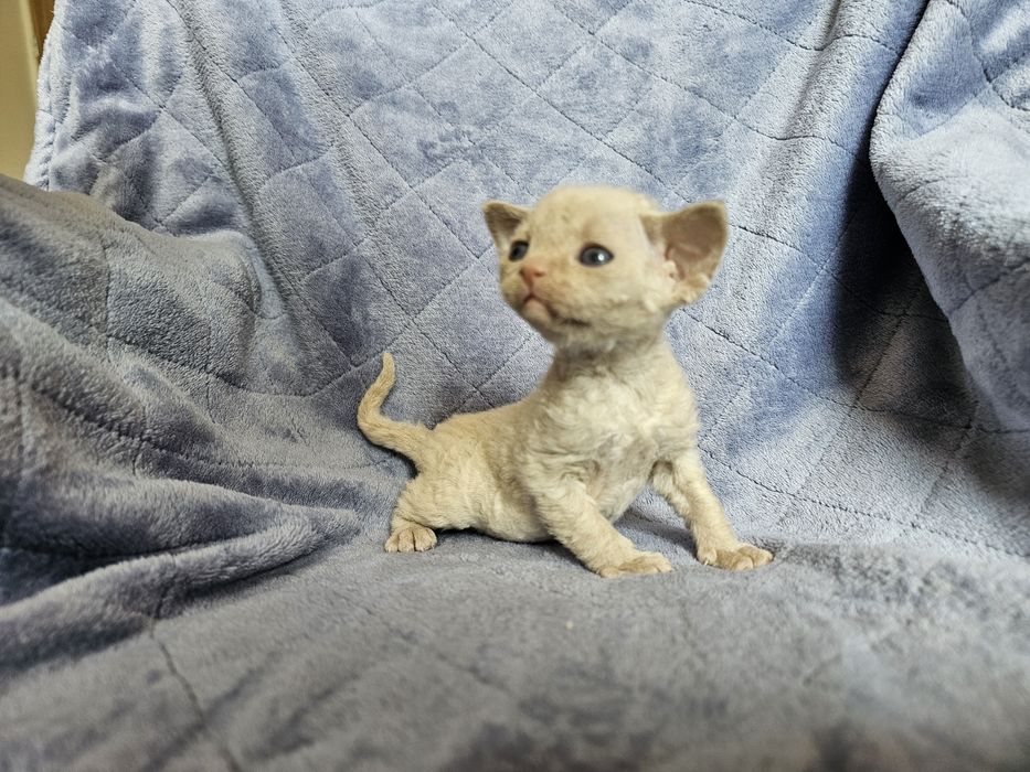 Kociak Devon rex, rodowód FPL