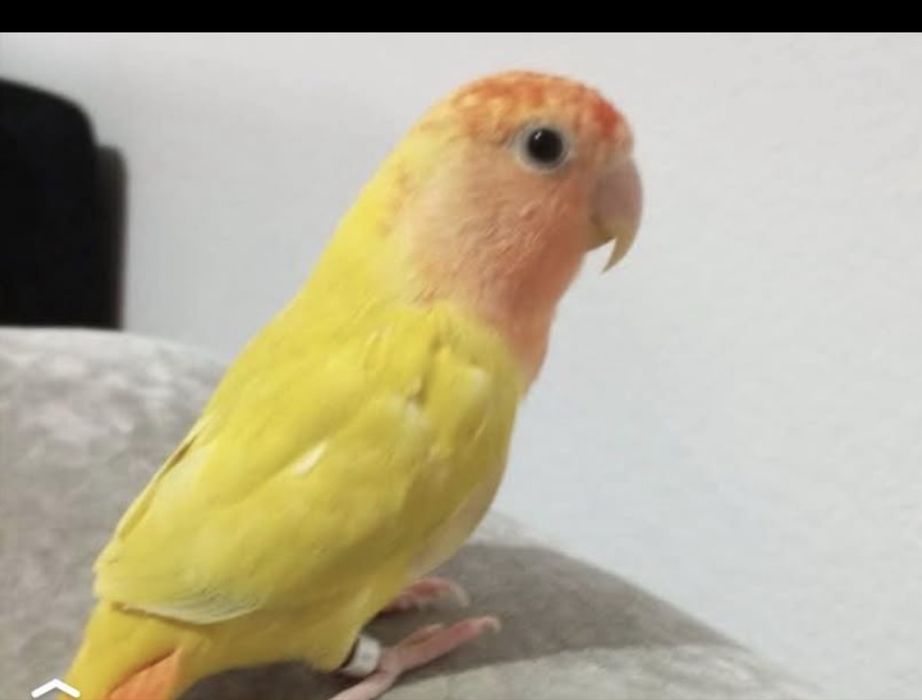Vendo agapornis domesticado