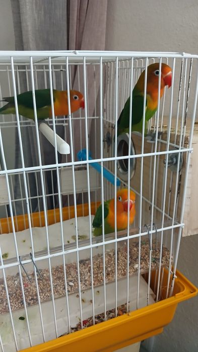 3 agapornis fischer   tem 3 meses   ja comem  sozinhos  são todos machos  os tres 75€