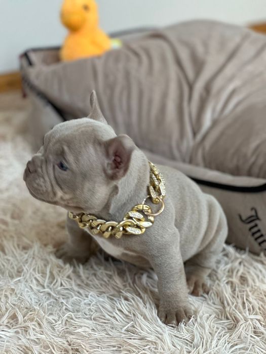 Американський буллі покет лілова