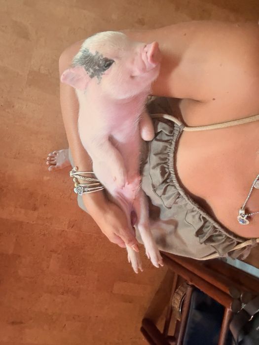 Mini pigs gottingen