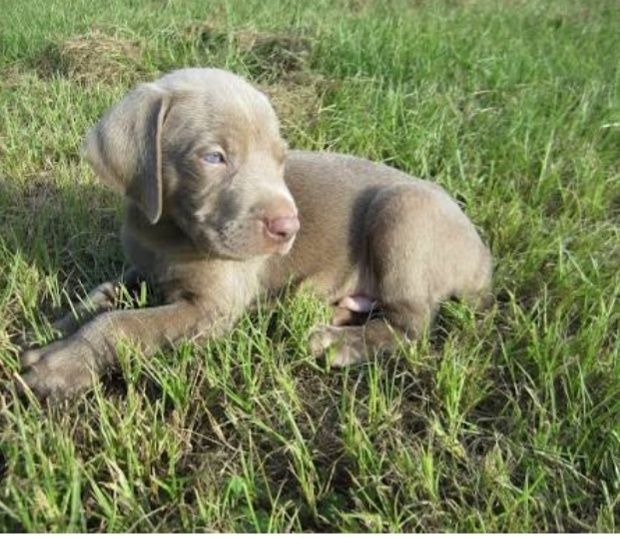 Weimaraner cachorro