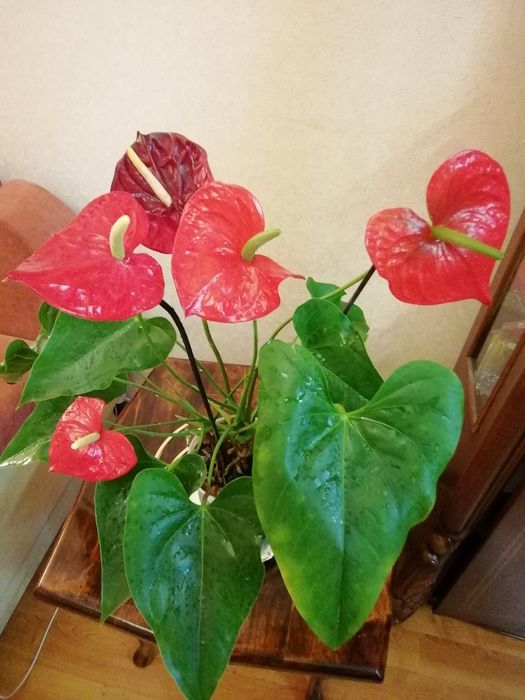 Антуриум подарочный