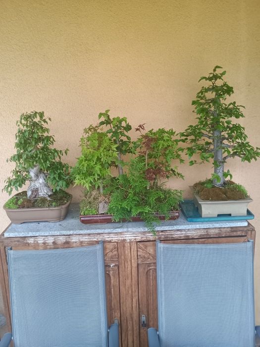 Drzewka bonsai 2