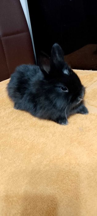 Króliczki miniaturki