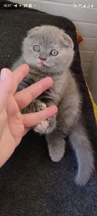 Кошеня шотладське