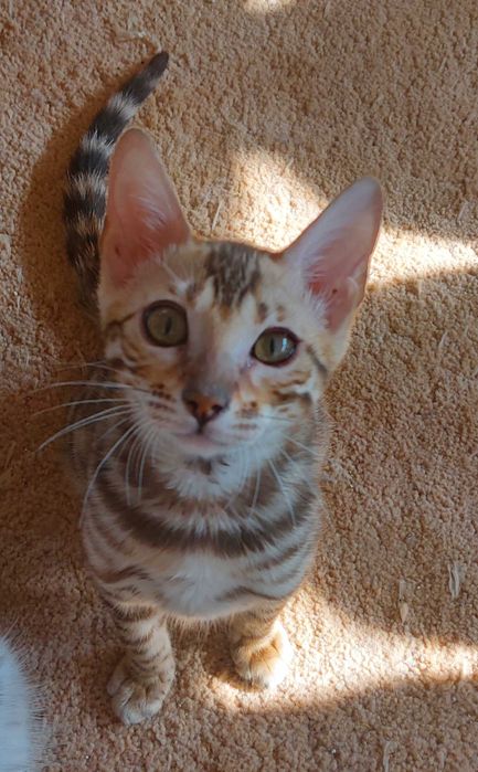 Kotka  Bengalska rodowód FPL